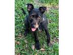Adopt Dahlia a Black Mixed Breed (Large) / Mixed dog in Pompano Beach