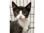 Adopt Sailor a All Black Domestic Shorthair / Domestic Shorthair / Mixed cat in