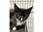 Adopt Camden a All Black Domestic Shorthair / Domestic Shorthair / Mixed cat in