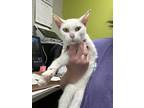 Adopt Snow Fox a White Domestic Shorthair / Domestic Shorthair / Mixed cat in