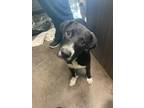 Adopt Teresa a Black Labrador Retriever / Mixed dog in Florence, AL (38904613)