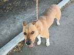 Adopt Mocha a Tan/Yellow/Fawn American Pit Bull Terrier / Mixed dog in Selma