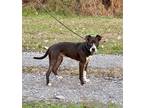 Adopt Apple a Black Boxer / Terrier (Unknown Type, Small) / Mixed dog in