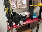 Adopt Mizzle a All Black Domestic Shorthair / Domestic Shorthair / Mixed cat in