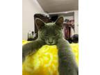 Adopt Tyroin Lannister a Gray or Blue Domestic Shorthair / Domestic Shorthair /