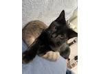 Adopt Valor a All Black Domestic Shorthair / Domestic Shorthair / Mixed cat in