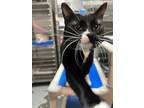 Adopt Maya (Krystal) a All Black Domestic Shorthair / Domestic Shorthair / Mixed