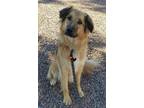 Adopt Astara a Tan/Yellow/Fawn Anatolian Shepherd / Mixed dog in Lakeside
