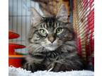 Adopt McFurry a Brown Tabby Domestic Mediumhair / Mixed (medium coat) cat in