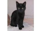 Adopt Cricket a All Black Domestic Mediumhair / Domestic Shorthair / Mixed cat