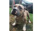 Adopt Queen Elizabeth a Brindle - with White Pit Bull Terrier / Mixed dog in