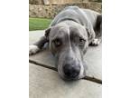 Adopt Sam a Gray/Silver/Salt & Pepper - with White American Staffordshire