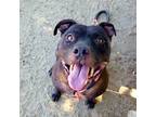 Adopt Black (Earl) a Brown/Chocolate - with Black American Pit Bull Terrier /