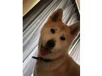 Adopt Meiyo a Tan/Yellow/Fawn - with Black Akita / Mixed dog in Flagstaff