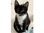 Adopt Bianca a Black & White or Tuxedo American Shorthair (short coat) cat in