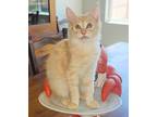 Adopt Chirpa a Orange or Red Tabby Domestic Mediumhair (medium coat) cat in