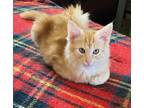 Adopt Weechee a Orange or Red Tabby Domestic Mediumhair (medium coat) cat in