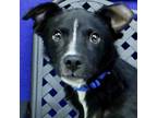 Adopt Chico a Border Collie / Mixed dog in Midland, TX (38904096)