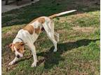 Adopt Tobie a Tan/Yellow/Fawn Coonhound (Unknown Type) / Black and Tan Coonhound