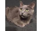 Adopt Natasha NRHS a Gray or Blue Domestic Shorthair / Mixed cat in Merrifield