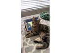 Adopt Jhayco a Brown or Chocolate Tabby / Mixed (medium coat) cat in Escondido