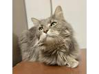 Adopt Tinker a Gray or Blue Domestic Mediumhair / Mixed cat in Evansville