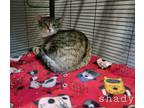 Adopt Shady a Domestic Shorthair (short coat) cat in Dickson, TN (38903798)