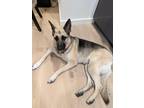 Adopt Ava a Black - with Tan, Yellow or Fawn German Shepherd Dog / Mixed dog in