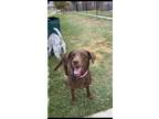 Adopt Luna a Brown/Chocolate Labrador Retriever / Mixed dog in Oklahoma City