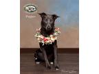 Adopt Pepper a Black - with White Australian Cattle Dog / Australian Kelpie /