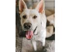 Adopt Oscar ("OT") a Tan/Yellow/Fawn - with White Shepherd (Unknown Type) /