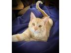 Adopt Peanut a Orange or Red Tabby American Shorthair (short coat) cat in