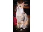 Adopt Pixel a Calico or Dilute Calico Calico (short coat) cat in Merced