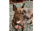 Adopt Mabel a Brindle Corgi / American Pit Bull Terrier / Mixed dog in Austin