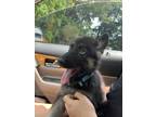 Adopt Shadow a Black - with Tan, Yellow or Fawn German Shepherd Dog / Mixed dog