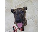 Adopt Audrey a Tan/Yellow/Fawn Catahoula Leopard Dog / Mixed Breed (Large) /
