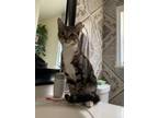 Adopt Niko a Gray or Blue (Mostly) American Shorthair / Mixed (short coat) cat