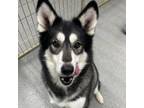Adopt Shylo a Black Husky / Mixed Breed (Large) / Mixed dog in Kingman