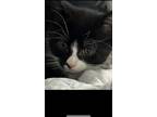 Adopt Smokey a Black & White or Tuxedo American Shorthair / Mixed (medium coat)