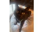 Adopt Philip a Black (Mostly) Domestic Shorthair / Mixed (short coat) cat in