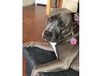 Adopt Nala CP a Gray/Blue/Silver/Salt & Pepper Pit Bull Terrier / Mixed dog in