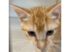 Adopt Tater a Orange or Red Domestic Shorthair / Mixed cat in Gadsden