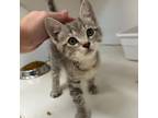 Adopt Alex a Gray or Blue Domestic Shorthair / Mixed cat in Gadsden
