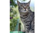 Adopt Sophie a Brown or Chocolate Tabby (short coat) cat in Moravia