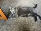 Adopt Milo a Gray or Blue American Shorthair / Mixed (medium coat) cat in Coon