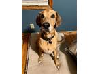 Adopt Thor; Hospice Adoption a Red/Golden/Orange/Chestnut - with White Labrador