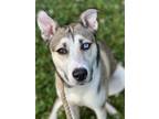 Adopt Blue a Gray/Blue/Silver/Salt & Pepper Husky / Pitsky / Mixed dog in