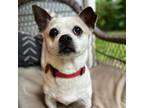 Adopt Beethoven a Black Shih Tzu / Jack Russell Terrier / Mixed dog in