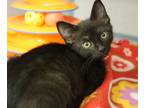 Adopt Reva a Black (Mostly) Bombay (short coat) cat in South Salem