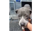 Adopt Gus a Gray/Blue/Silver/Salt & Pepper American Pit Bull Terrier dog in
